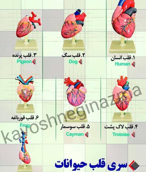 عکس قلب پرنده واقعی