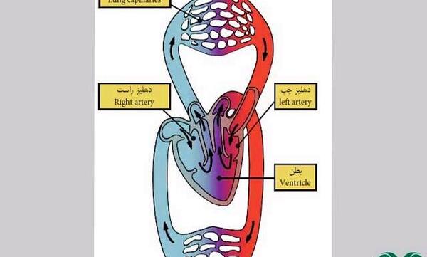 عکس قلب پرنده ها