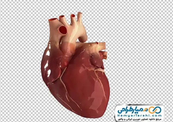 عکس قلب و پرنده