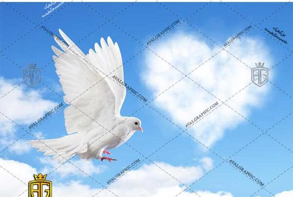عکس قلب و پرنده