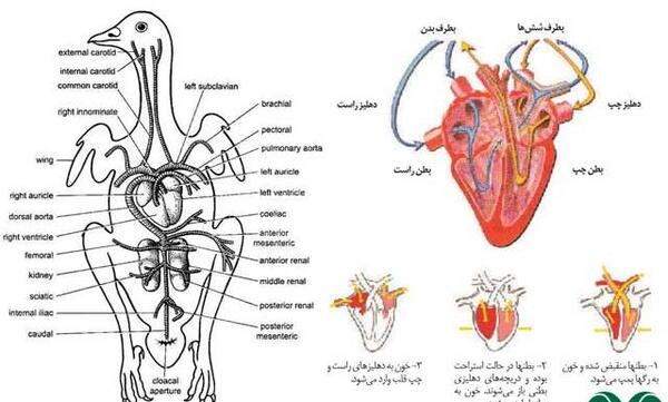 عکس قلب و پرنده