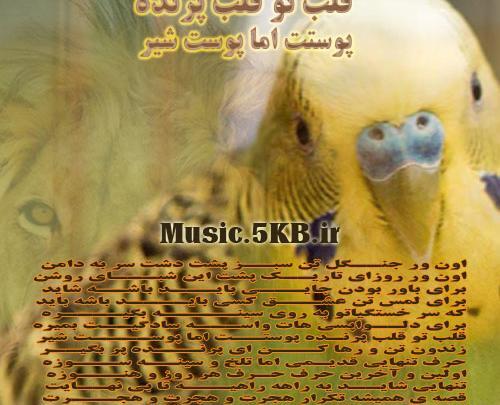 عکس قلب و پرنده