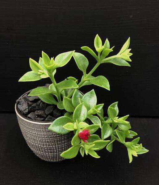 عکس گل ناز فرانسوی