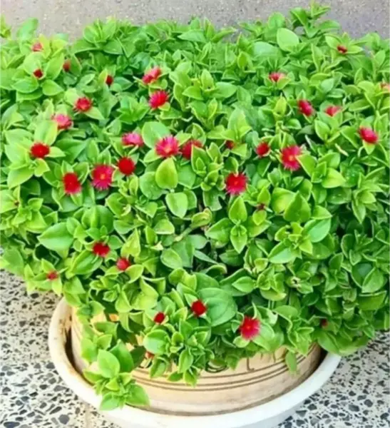 عکس گل ناز فرانسوی