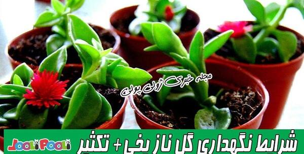 عکس گل ناز فرانسوی
