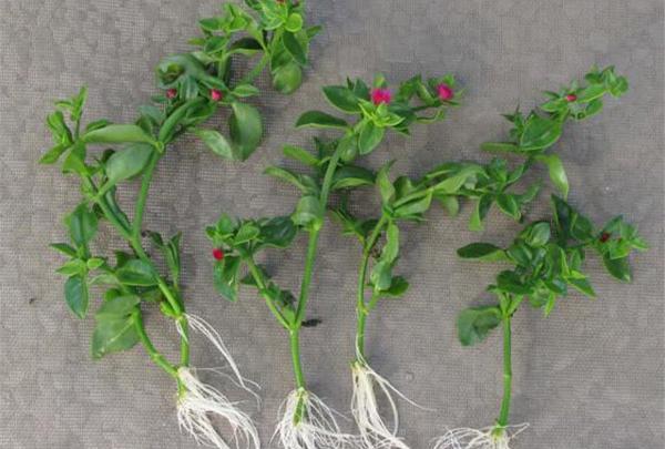 عکس گل ناز فرانسوی