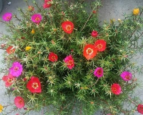 عکس گل ناز فرانسوی