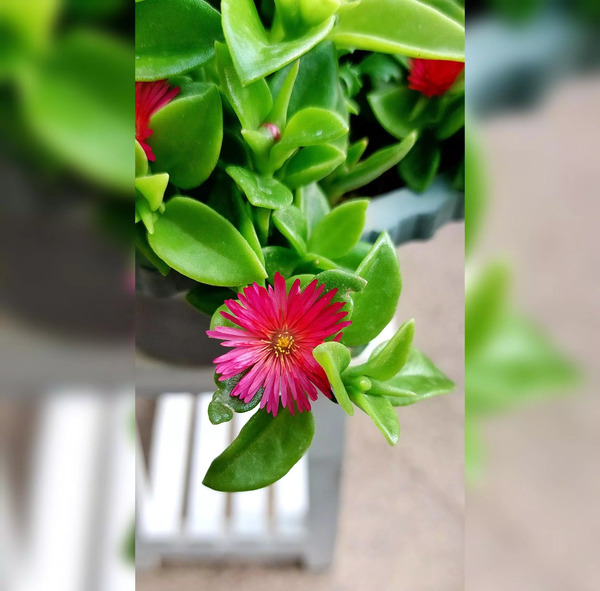 عکس گل ناز فرانسوی