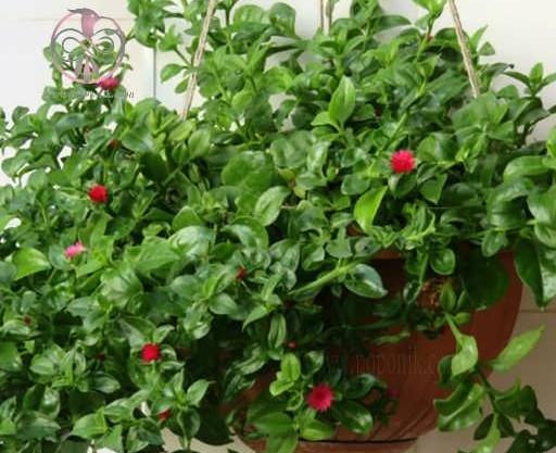 عکس گل ناز فرانسوی