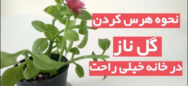 عکس گل ناز فرانسوی