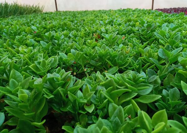 عکس گل ناز فرانسوی