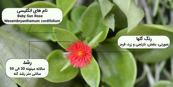 عکس گل ناز فرانسوی