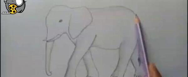 عکس صورت فیل