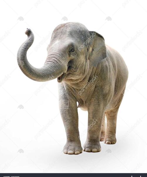 عکس فیل و گاو