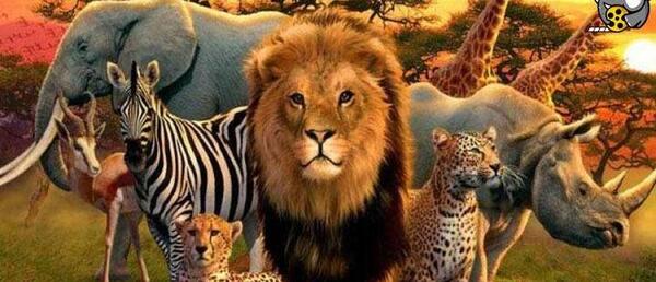 عکس حیوانات فیلم
