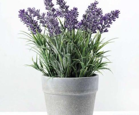 عکس گل اسطوخودوس فرانسوی