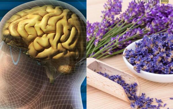 عکس گل اسطوخودوس فرانسوی