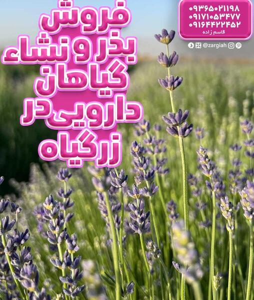 عکس گل اسطوخودوس فرانسوی