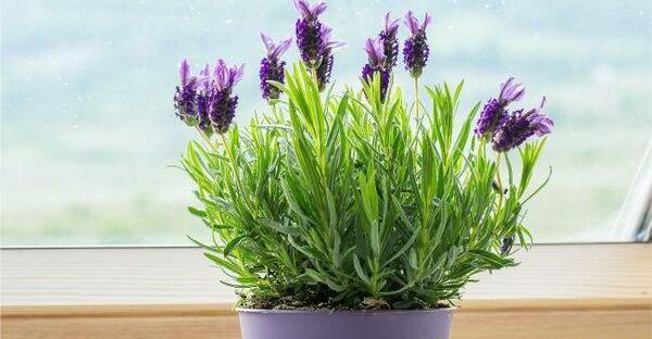 عکس گل اسطوخودوس فرانسوی