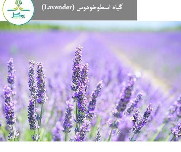 عکس گل اسطوخودوس فرانسوی