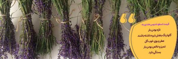 عکس گل اسطوخودوس فرانسوی