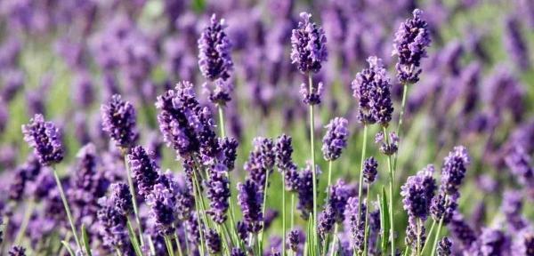 عکس گل اسطوخودوس فرانسوی