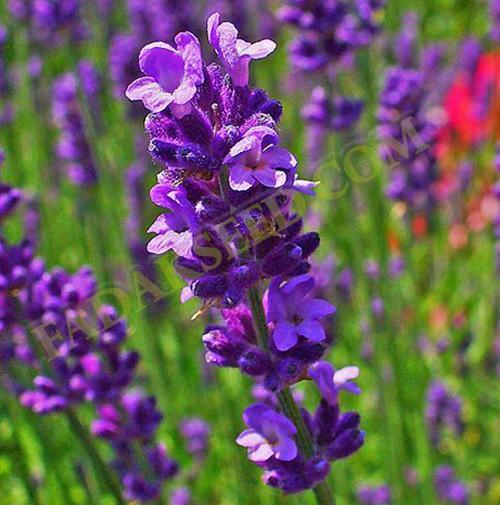 عکس گل اسطوخودوس فرانسوی