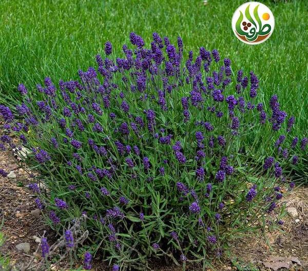 عکس گل اسطوخودوس فرانسوی