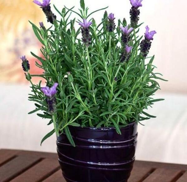 عکس گل اسطوخودوس فرانسوی