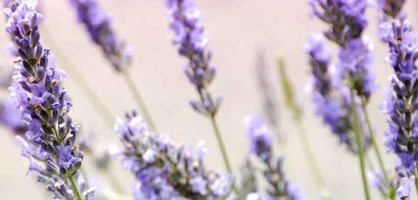 عکس گل اسطوخودوس فرانسوی