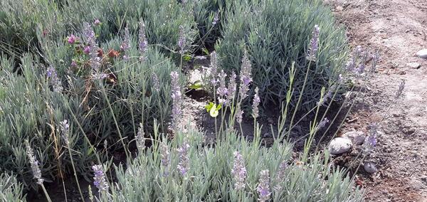 عکس گل اسطوخودوس فرانسوی