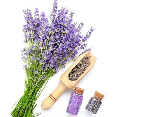 عکس گل اسطوخودوس فرانسوی