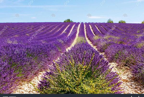 عکس گل اسطوخودوس فرانسوی