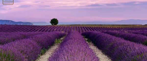 عکس گل اسطوخودوس فرانسوی
