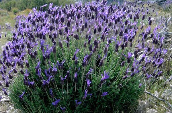 عکس گل اسطوخودوس فرانسوی
