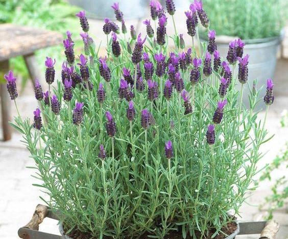 عکس گل اسطوخودوس فرانسوی