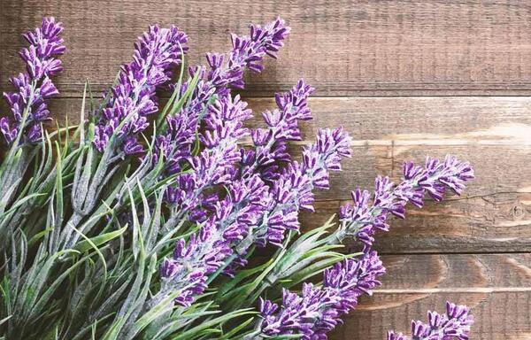عکس گل اسطوخودوس فرانسوی