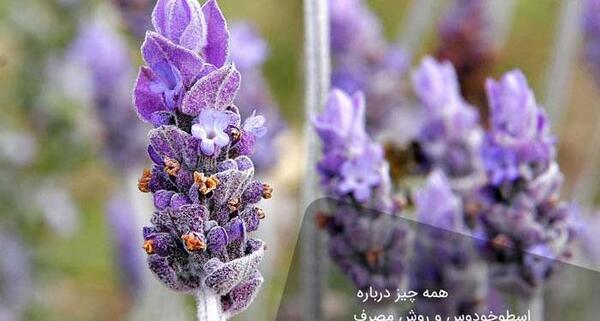 عکس گل اسطوخودوس فرانسوی