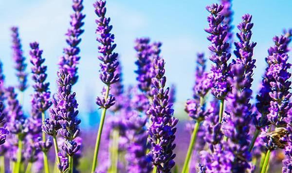 عکس گل اسطوخودوس فرانسوی