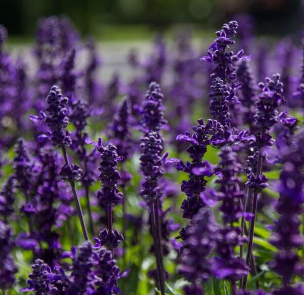 عکس گل اسطوخودوس فرانسوی