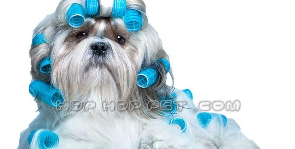 عکس سگ فرانسه ای