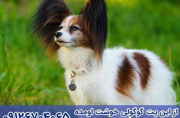 عکس سگ فرانسه ای