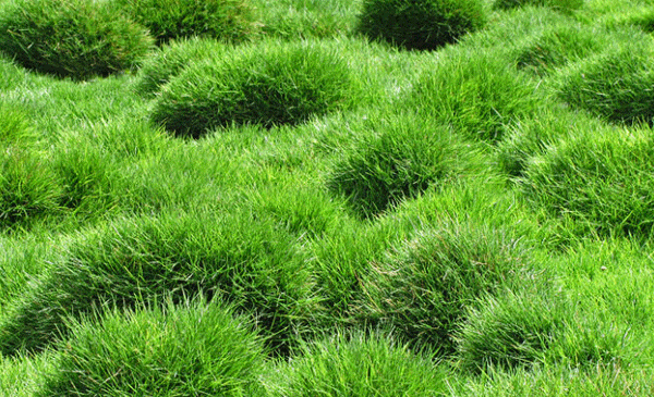 عکس چمن فوتبال طبیعی