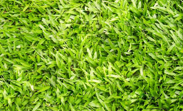 عکس چمن فوتبال طبیعی