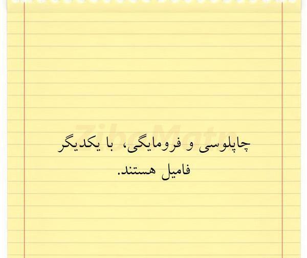 عکس نوشته راجب فامیل