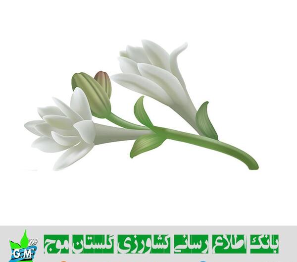 عکس گل مریم عکس گل مریم