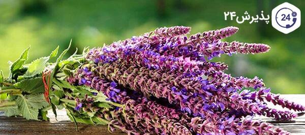 عکس تصاویر زیبای گل مریم