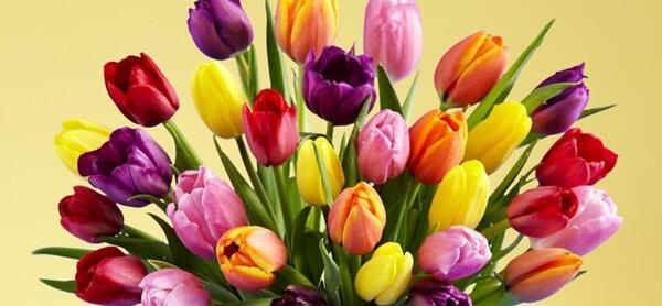 عکس های زیباترین گل های جهان