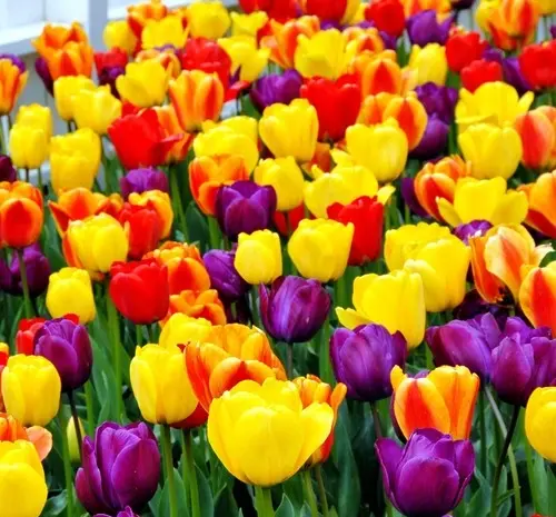 عکس های زیباترین گل های جهان