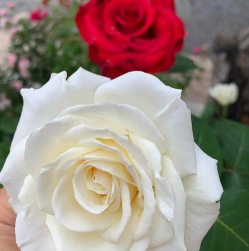 عکسهای از گلهای زیبا